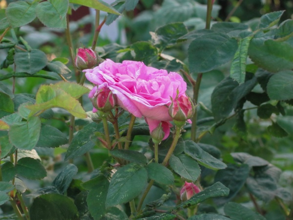 rosa rose in gruenen blaettern