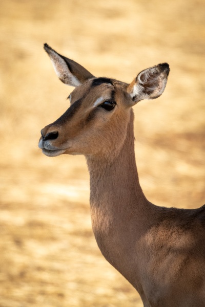 nahaufnahme der weiblichen gemeinsamen impala beobachtungskamera