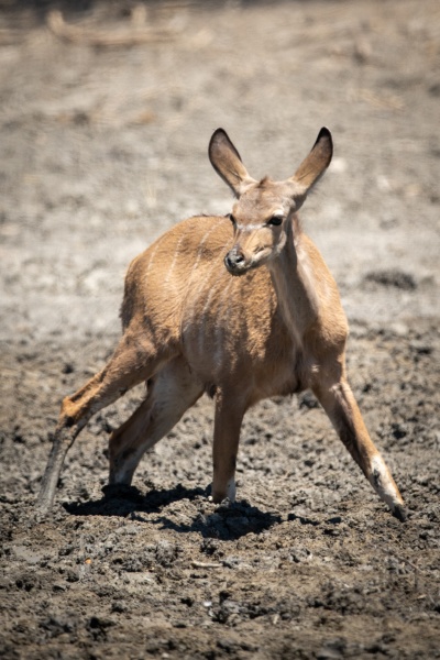 weibliche groessere kudu steht in schlammigem