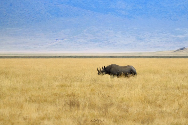 schwarzes nashorn auf dem ngorongoro conservation