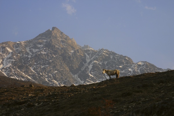 pferd vor einem berg muktinath annapurna