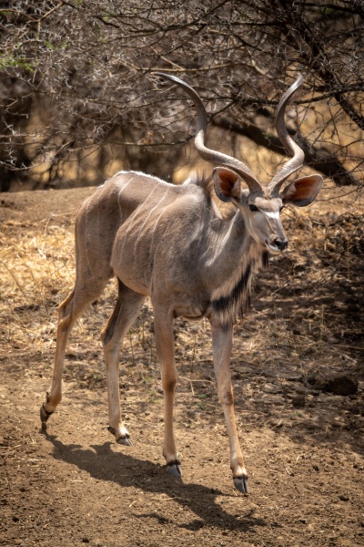 maennlich er gross kudu zu fuss