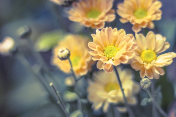 wohnkultur gelbe fruehlingsblumen in einer vintage