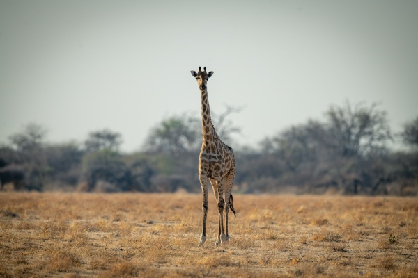 suedliche giraffe steht mit blick auf