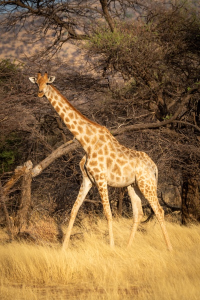 suedliche giraffe geht im gras an