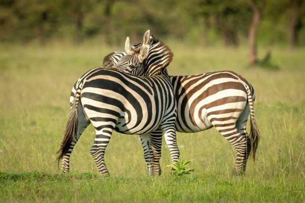 zwei ebenen zebra spielen kampf im