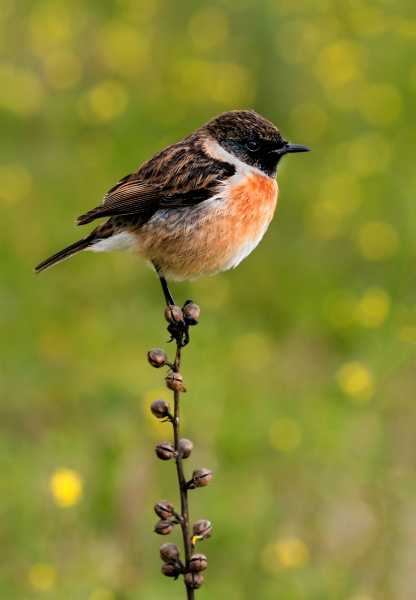 kleiner vogel auf einem schlanken ast