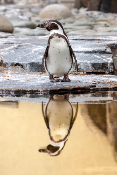 pinguin steht an felsiger kueste mit