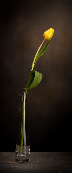 eine tulpe in einer vase