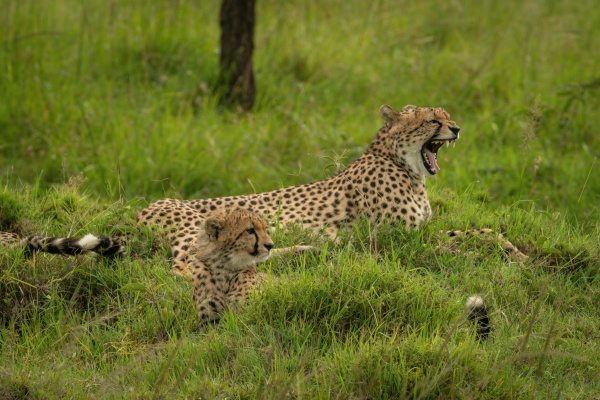 gepard liegt gaehnend neben jungem im