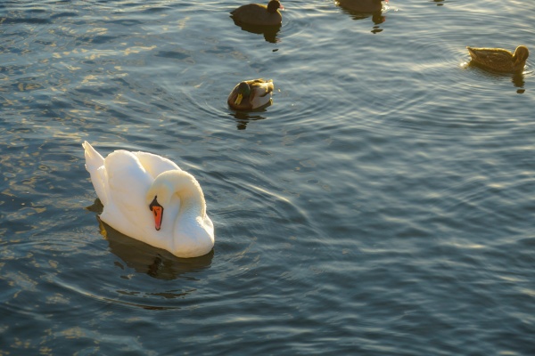 stockholm lira see swan county