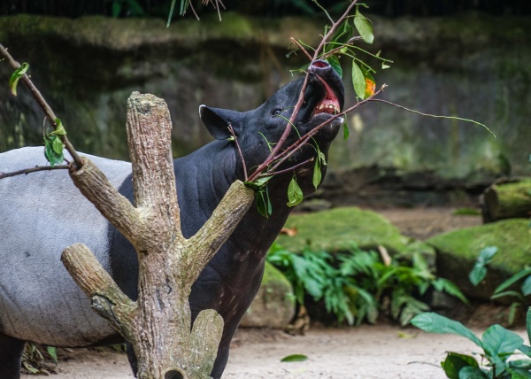 von wilden tapiren essen gras bild