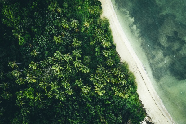luftaufnahme von palmen am strand von