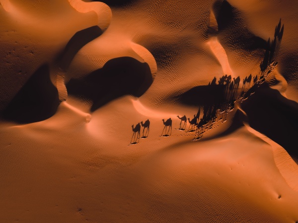 abstrakte luftaufnahme von kamelen und ihren