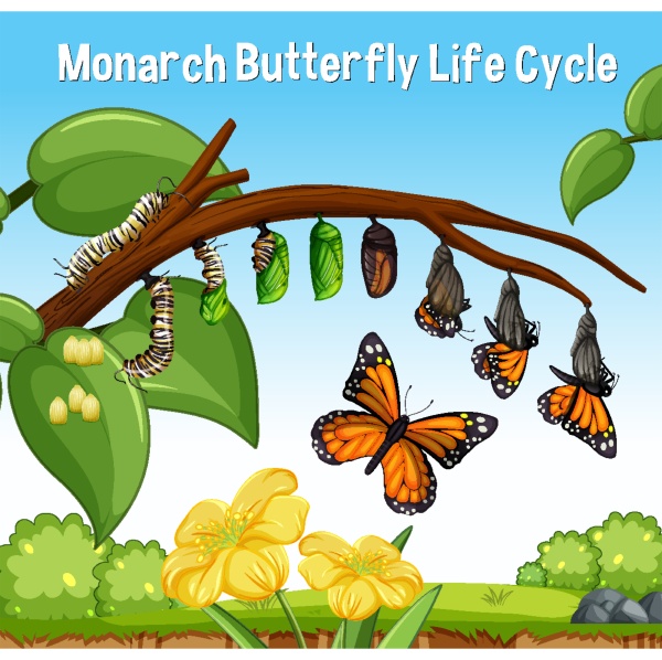 szene mit monarch butterfly life cycle