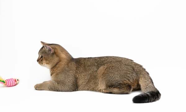 junge graue katze schottische chinchilla geradeohrig