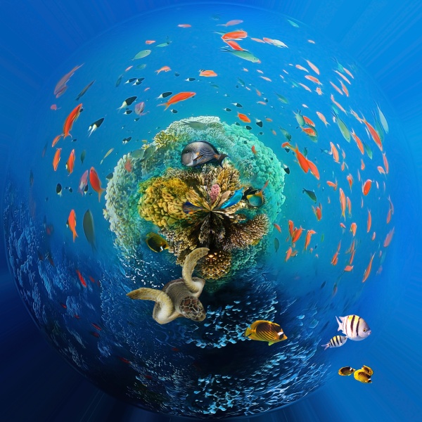 unterwasserwelt, , korallenfische, des, roten, meeres - 30912471
