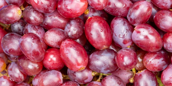 rote trauben trauben fruechte fruchthintergrund von