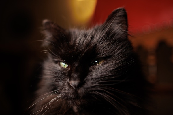 schwarze katze nahaufnahme portraet bei nacht