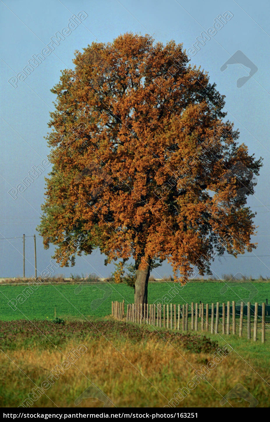 Eiche Im Herbst Stockfoto Bildagentur Panthermedia