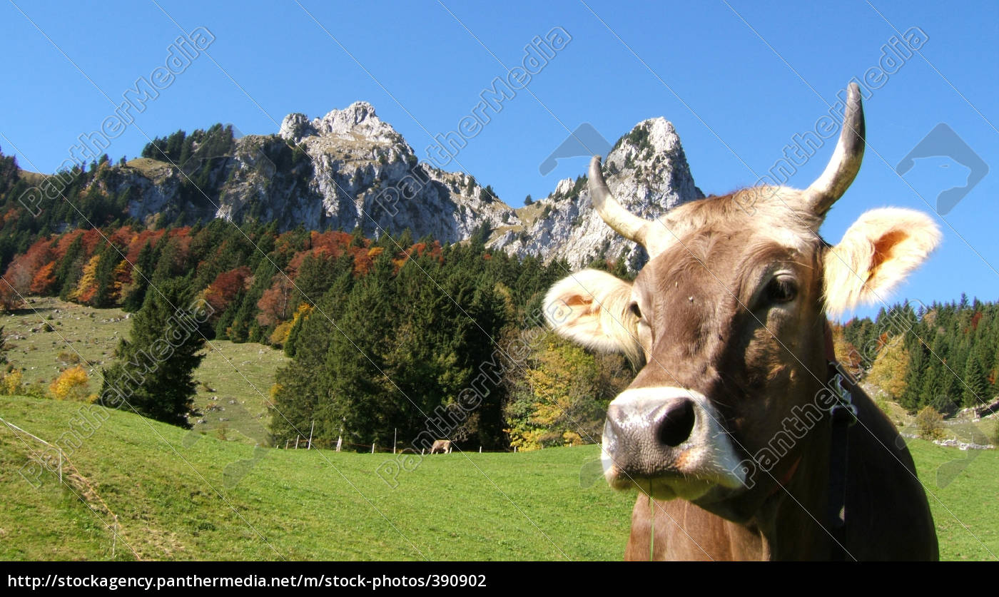 Schweizer Landschaft Mit Kuh Stock Photo Bildagentur Panthermedia