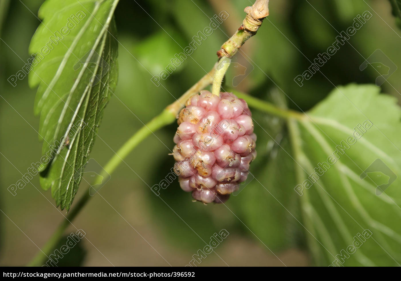 Maulbeere am Baum botanisch Morus Lizenzfreies Foto 396592