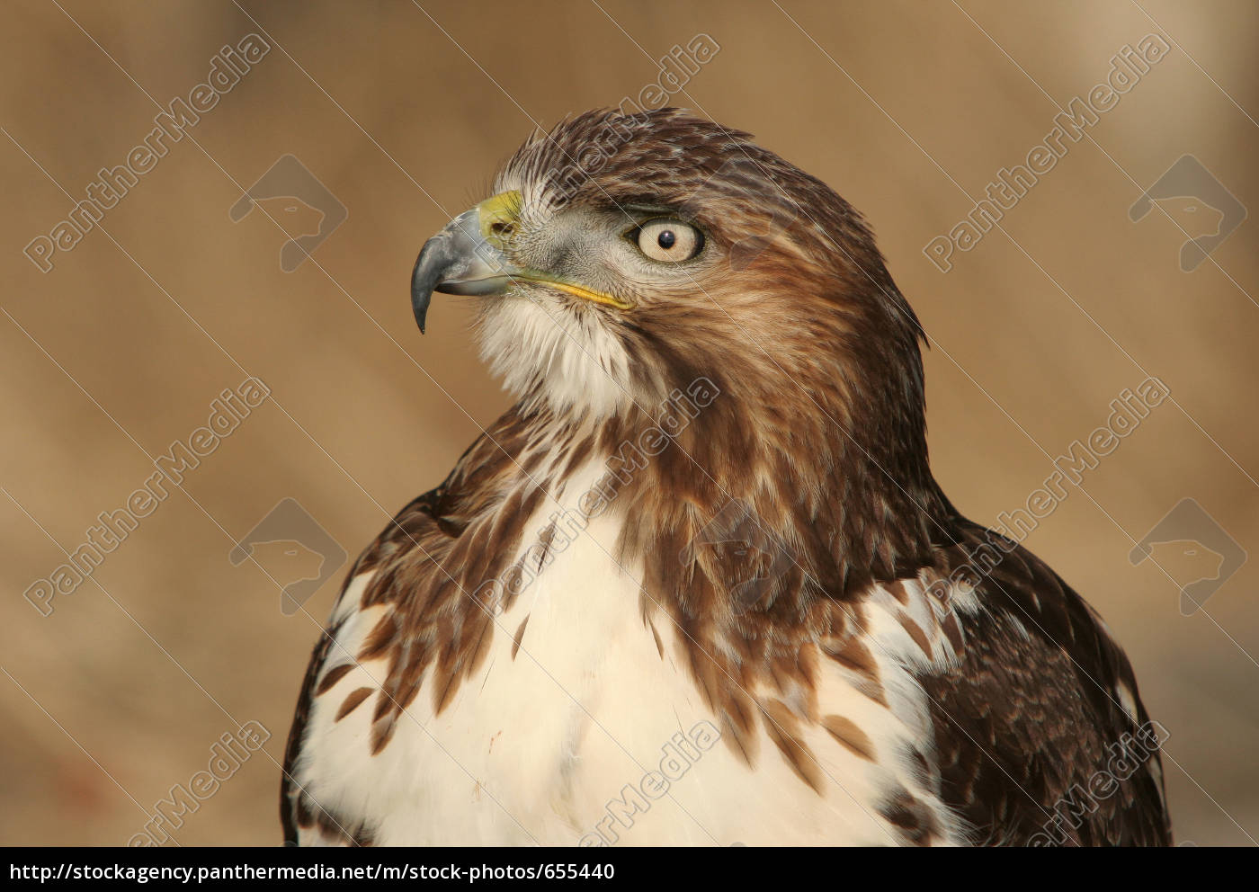 Greifvogelporträt - Lizenzfreies Foto - #655440 | Bildagentur PantherMedia