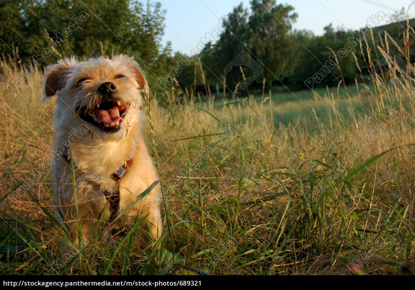 Lächelnder Hund - Lizenzfreies Bild - #689321 | Bildagentur PantherMedia