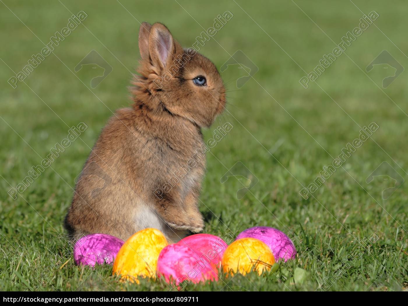 Osterhase live - Lizenzfreies Bild - #809711 | Bildagentur PantherMedia