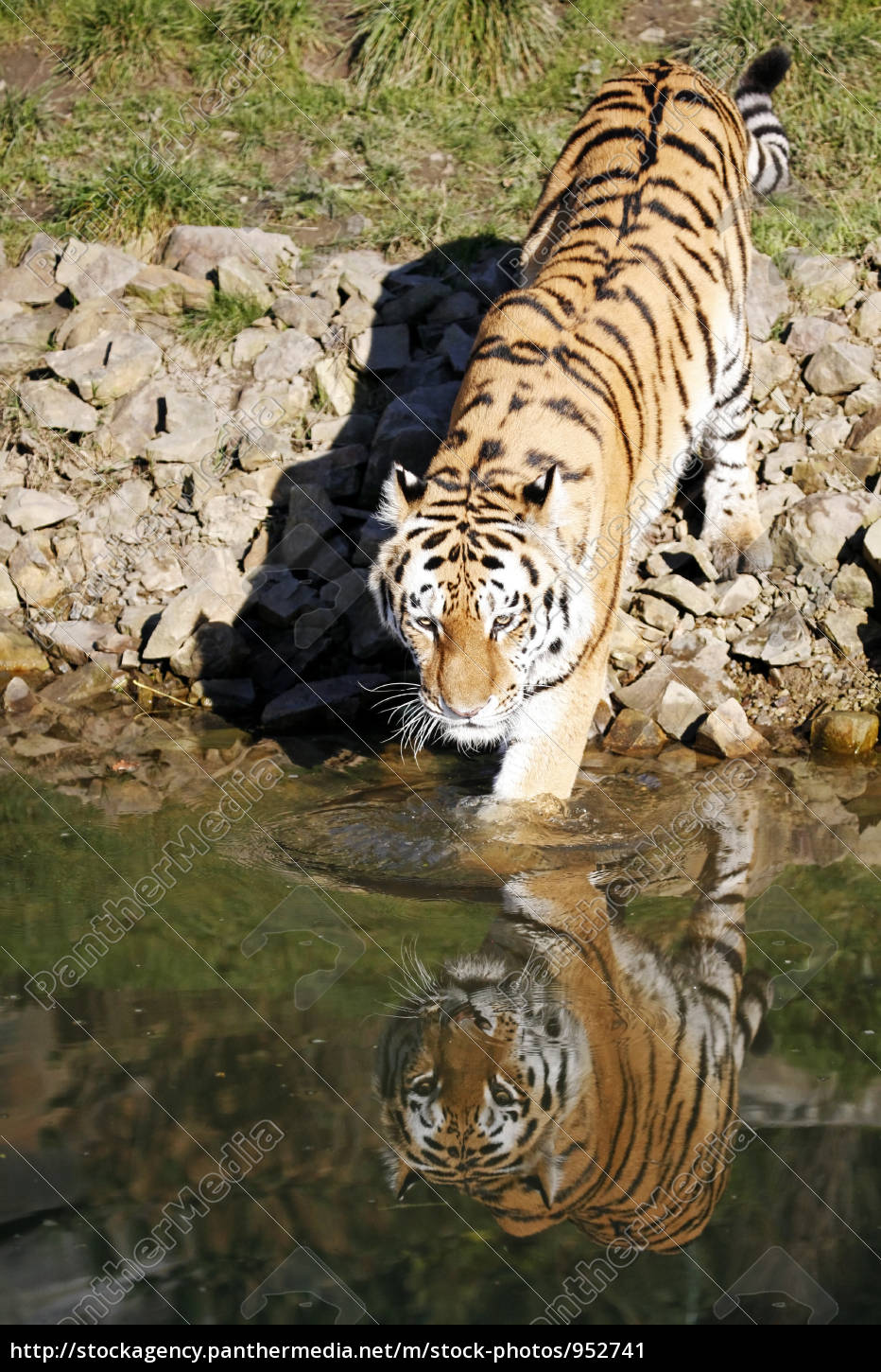 Tiger Spiegelbild Lizenzfreies Bild Bildagentur Panthermedia