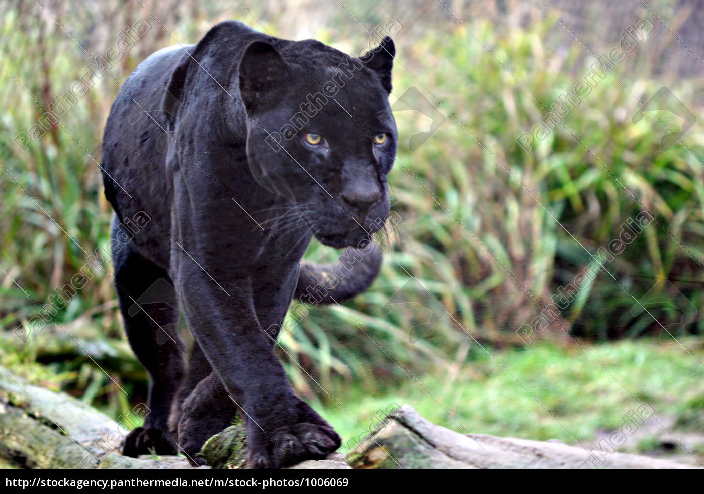 schwarzer Jaguar - Lizenzfreies Bild - #1006069 | Bildagentur PantherMedia