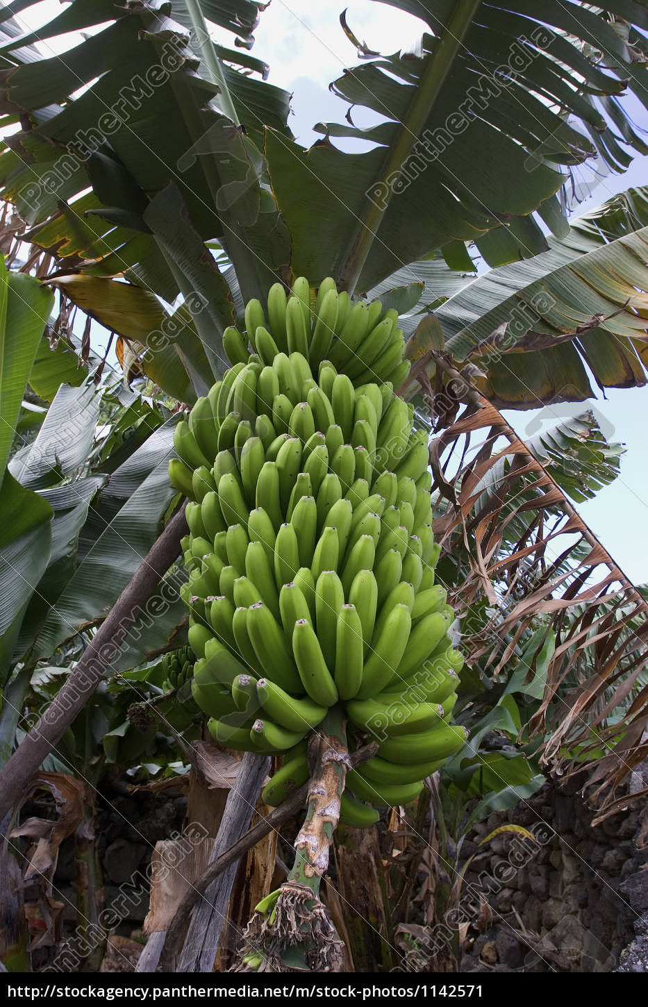 Bananenstaude Stockfoto Bildagentur Panthermedia