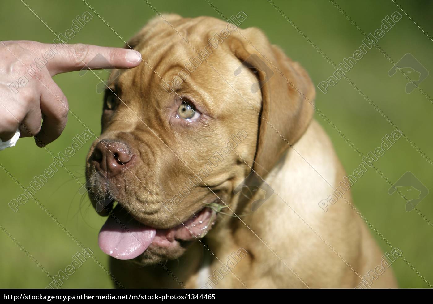 Bordeaux Dogge Welpe Stockfoto 1344465 Bildagentur Panthermedia