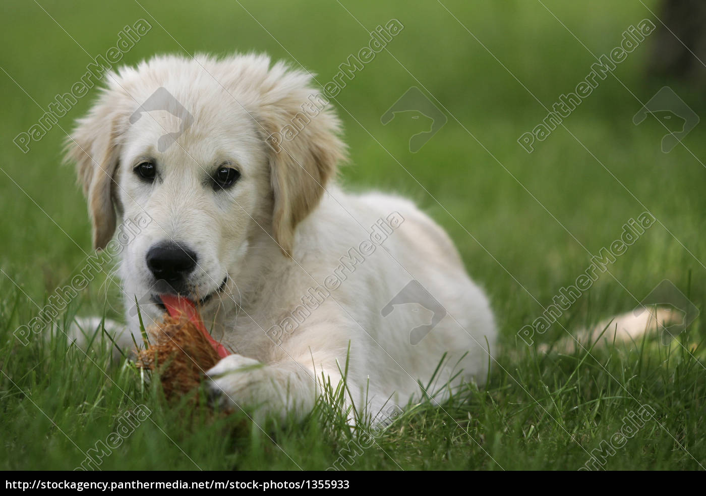 Der Kleine Golden Retriever: Ein perfekter Begleiter für die ganze Familie - ~golDen Retriever Welpe 01355933 High