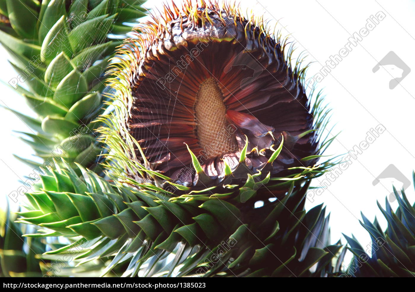 Chilenische Araukarie Araucaria Lizenzfreies Bild 1385023 Bildagentur Panthermedia