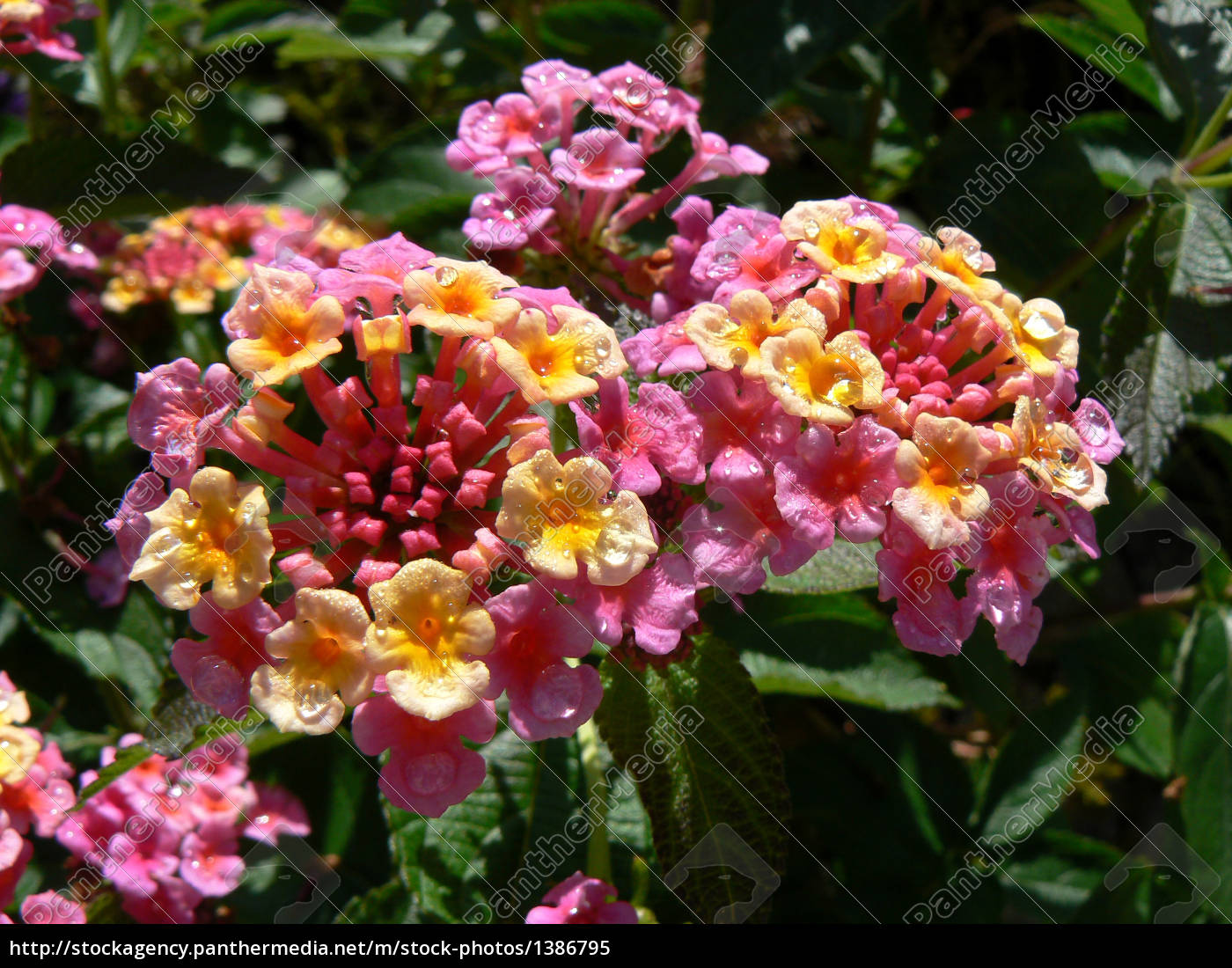 Wandelroschen Lantana Camara Stockfoto Bildagentur Panthermedia