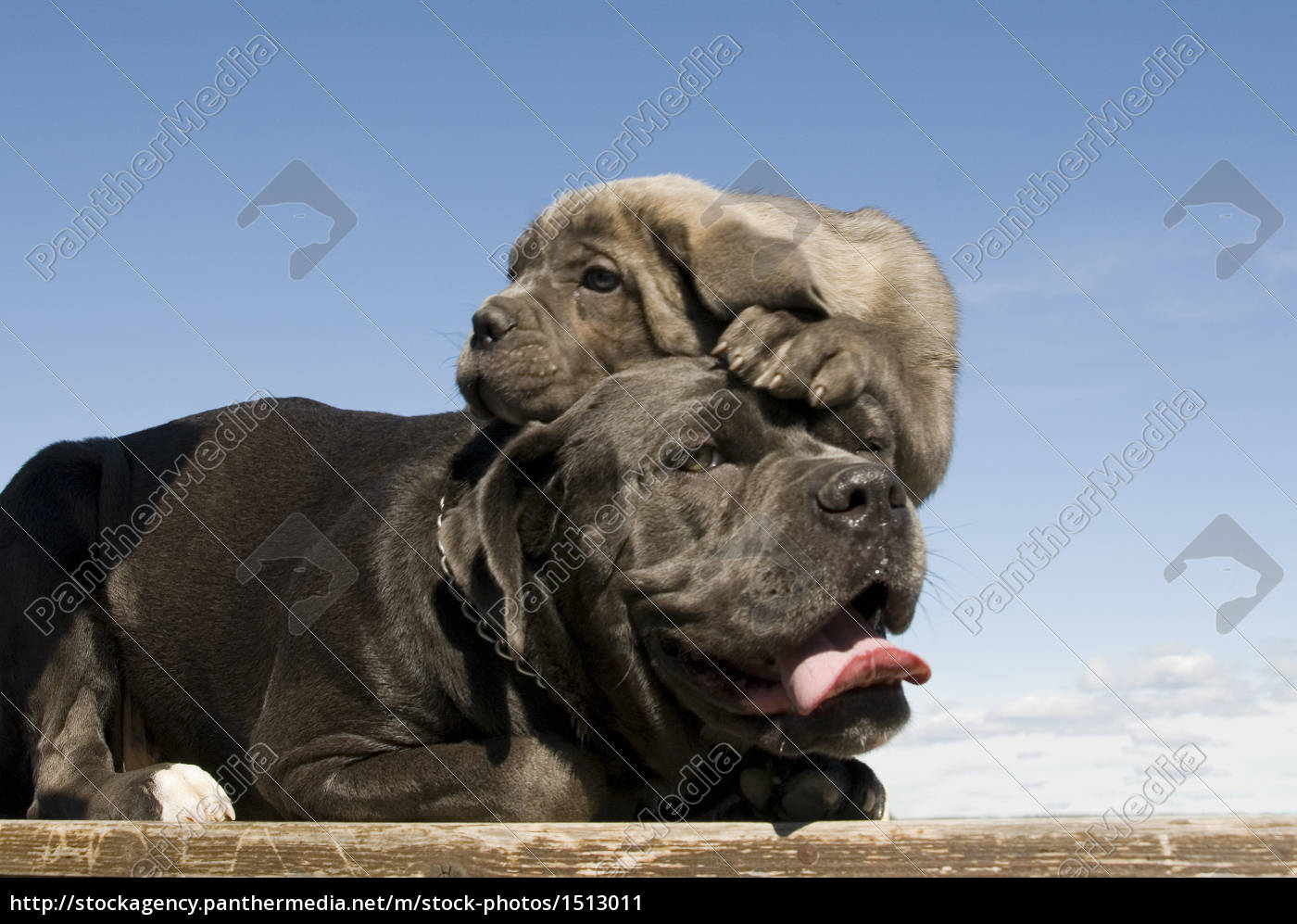 l'imposant fila brasileiro Stock Photo