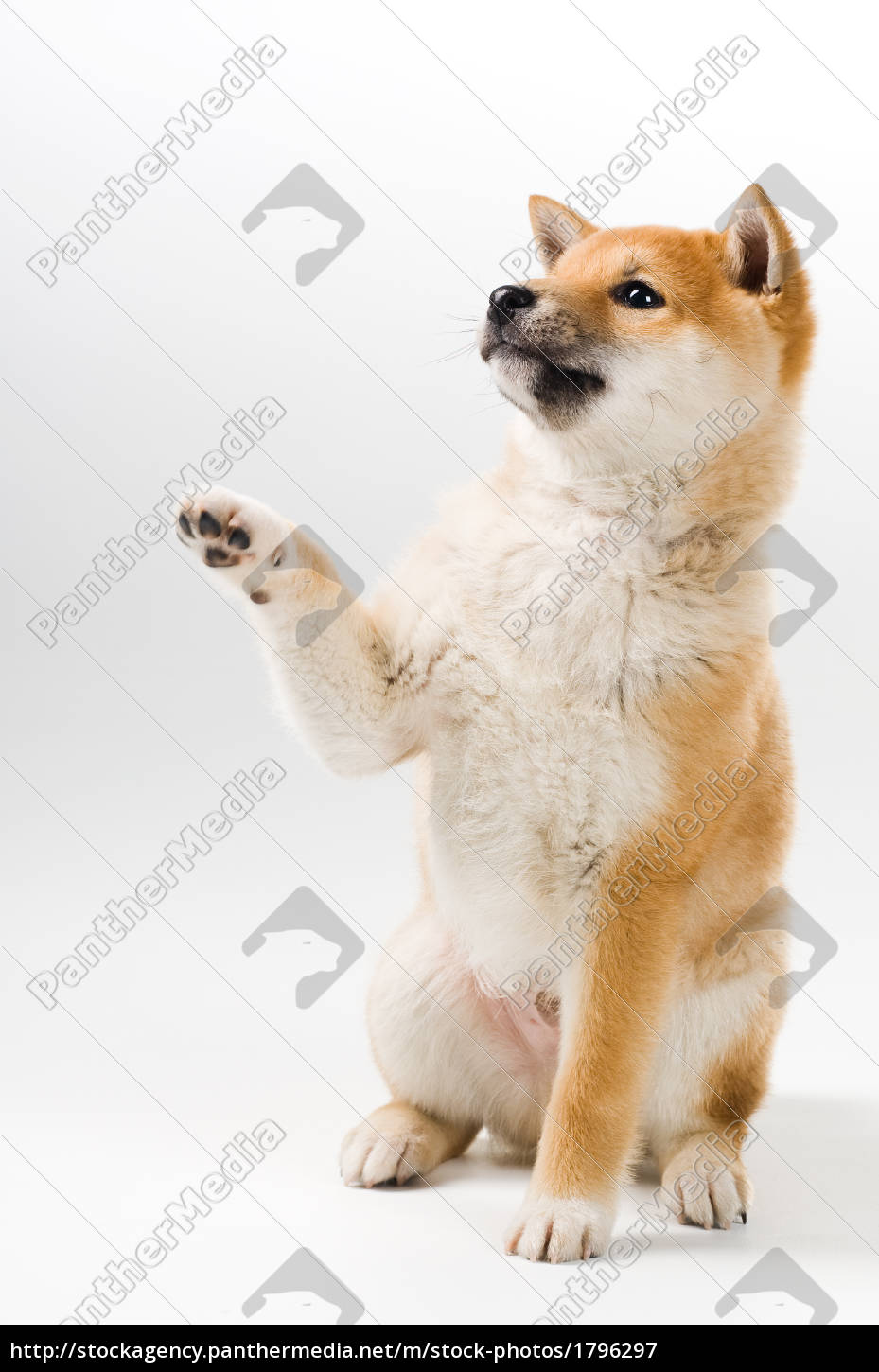 Lizenzfreies Bild 1796297 Shiba Inu Welpe