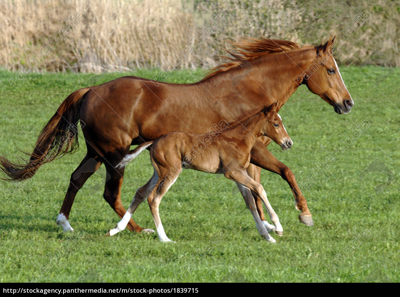 Pferde Fohlen Bilder