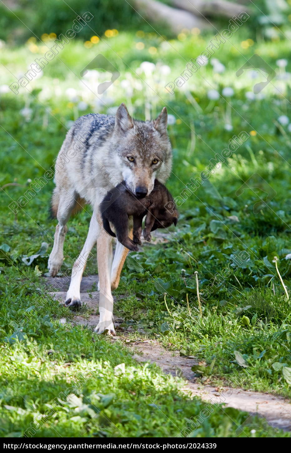 Wolf Mit Welpe Lizenzfreies Bild Bildagentur Panthermedia