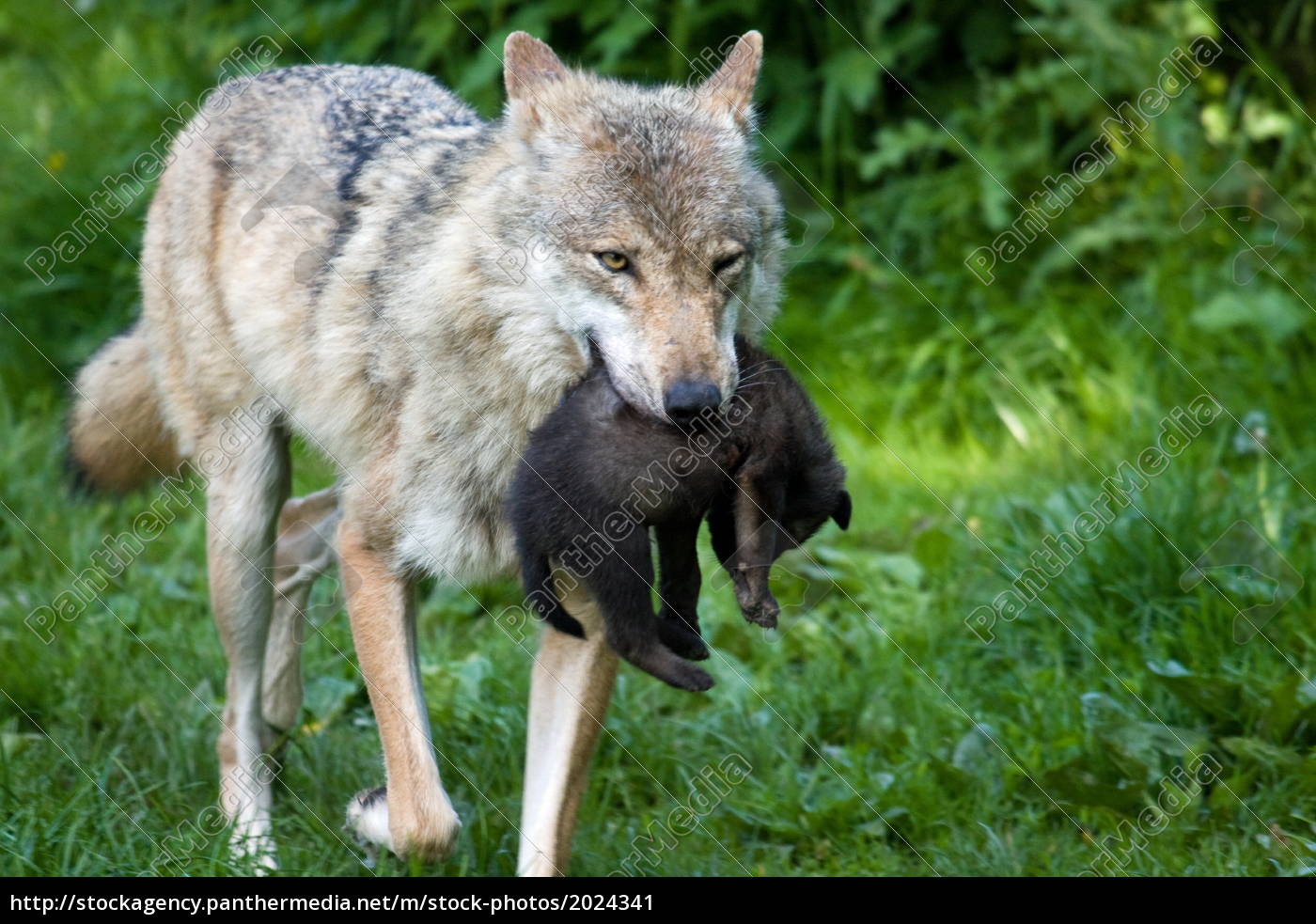 Wolf Mit Welpe Lizenzfreies Bild Bildagentur Panthermedia