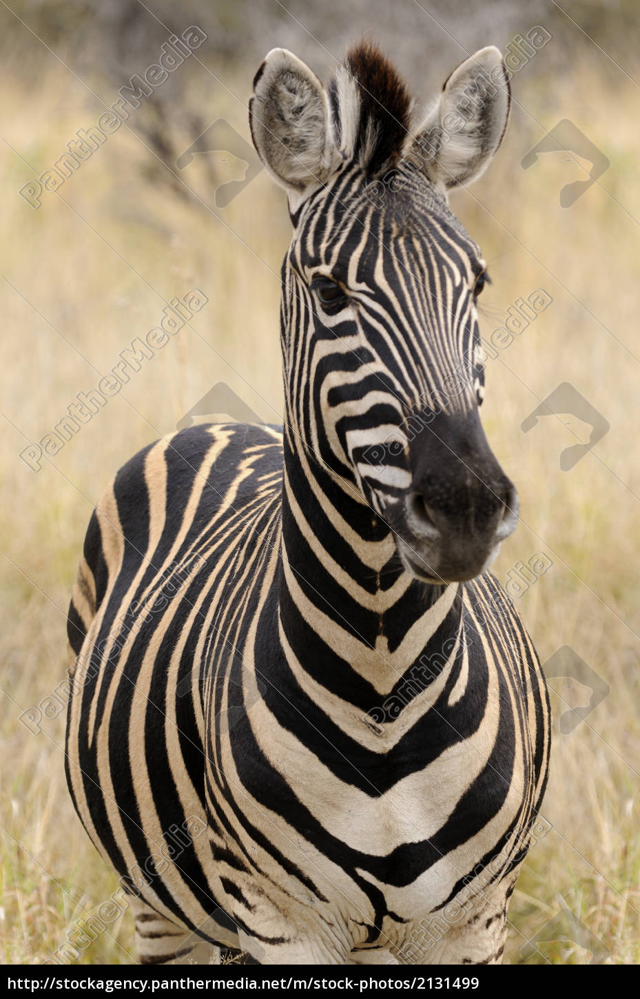 Portrait Eines Zebra Afrika Lizenzfreies Bild 2131499 Bildagentur Panthermedia