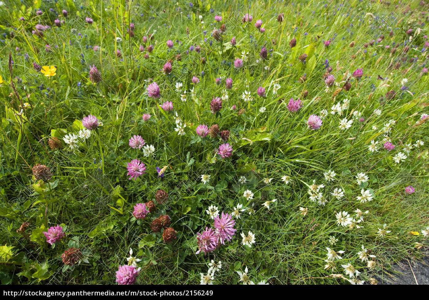 Bunte Blumenwiese In Norwegen Lizenzfreies Bild Bildagentur Panthermedia