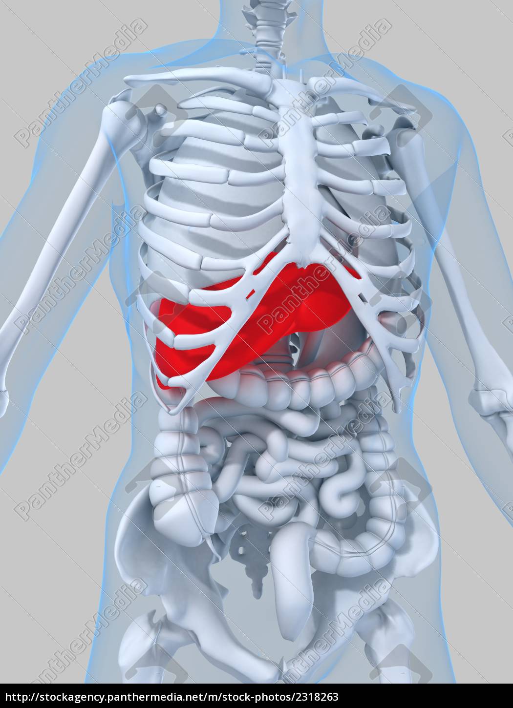 Anatomie Des Menschen Mit Leber Lizenzfreies Bild Bildagentur Panthermedia