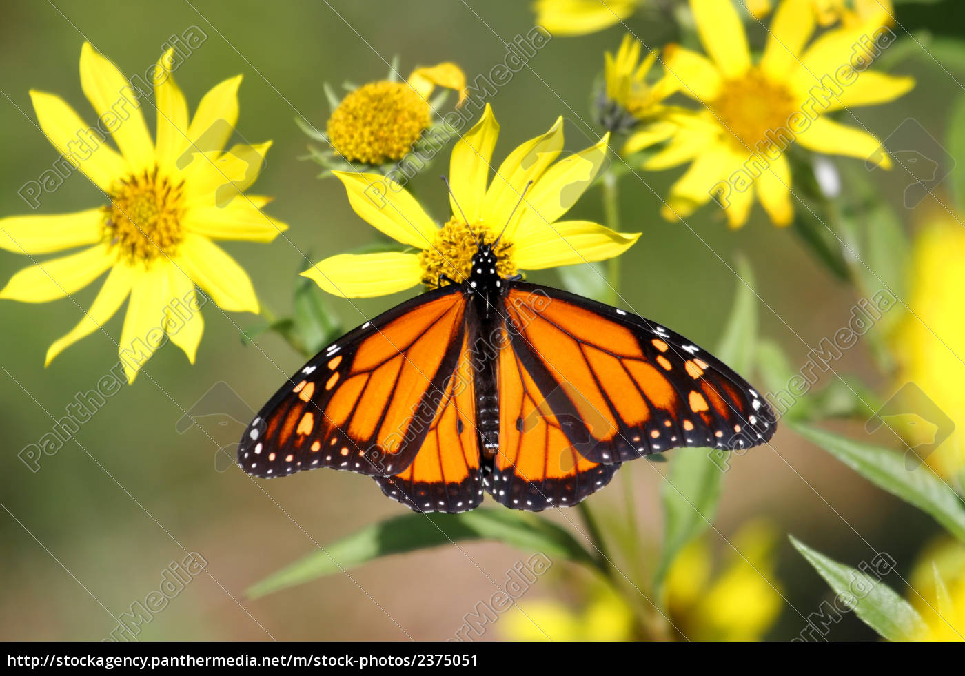 Monarch Schmetterling Danaus Plexippus Auf Woodland Lizenzfreies Bild 2375051 Bildagentur Panthermedia