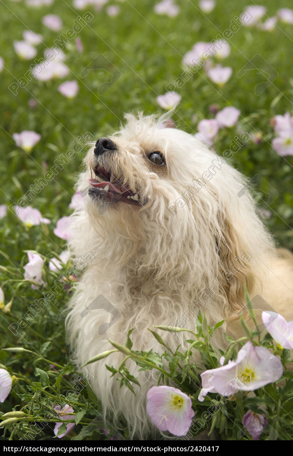 Flauschige Kleine Hunde Im Blumenfeld Lizenzfreies Bild Bildagentur Panthermedia