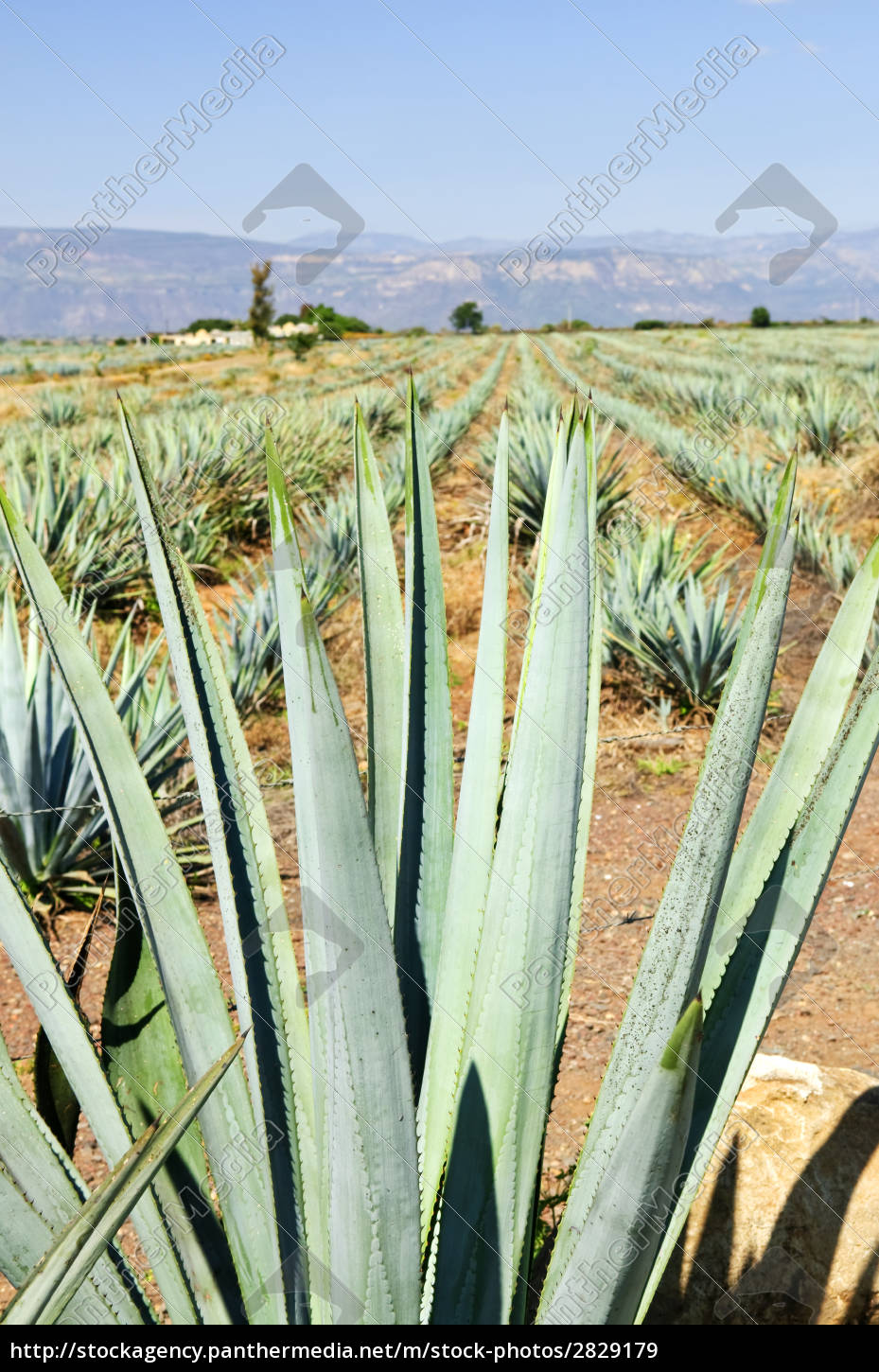 Agave Kaktus Feld In Mexiko Lizenzfreies Bild Bildagentur Panthermedia