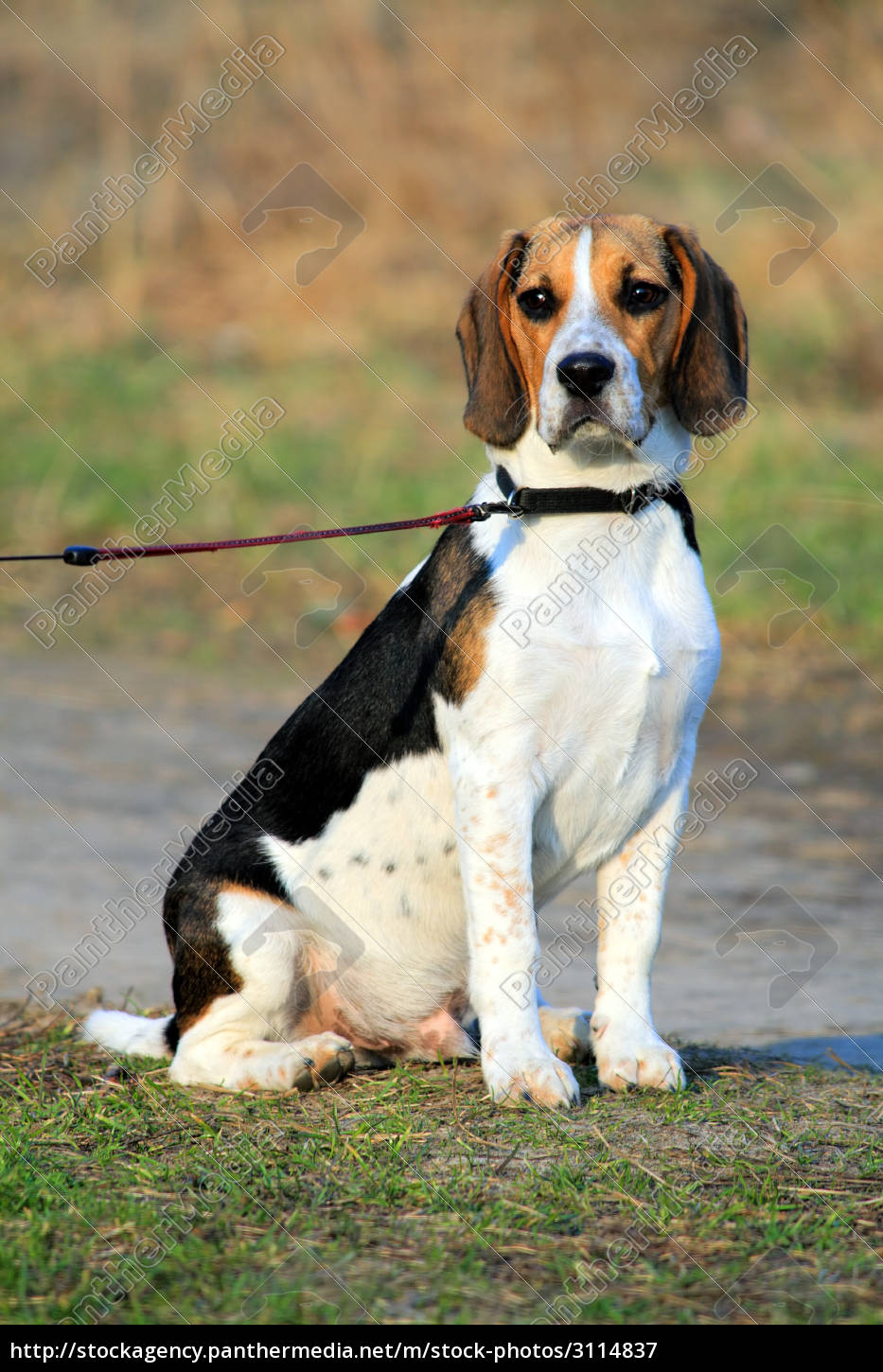 Tri Farbige Beagle Welpen Stockfoto 3971493 Bildagentur Panthermedia