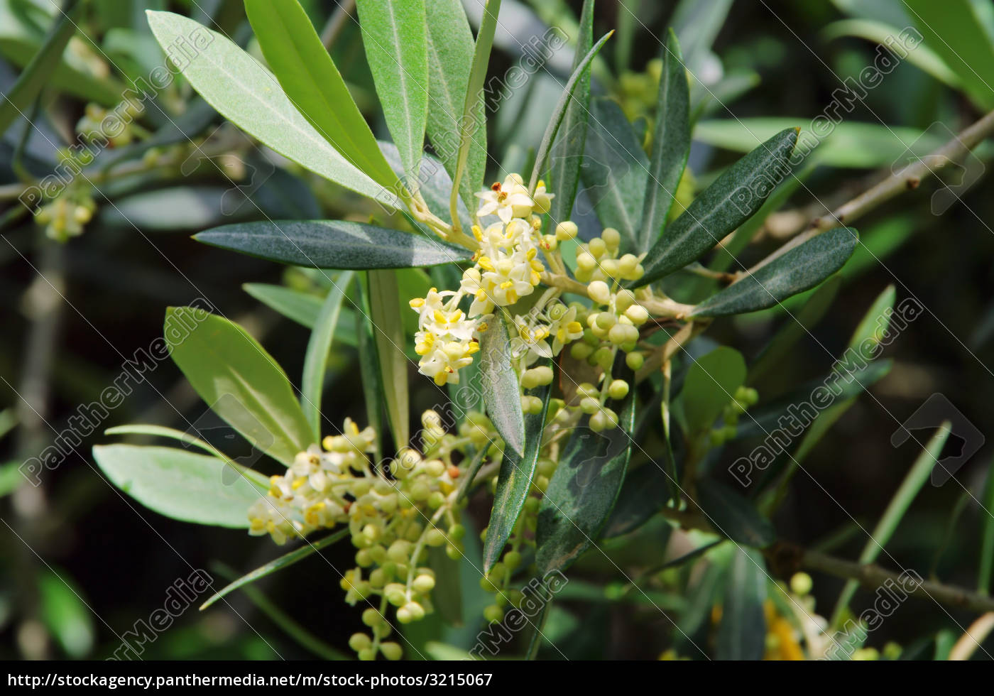 Olivenbaum Bluete olive tree blossom 01 Stockfoto 3215067