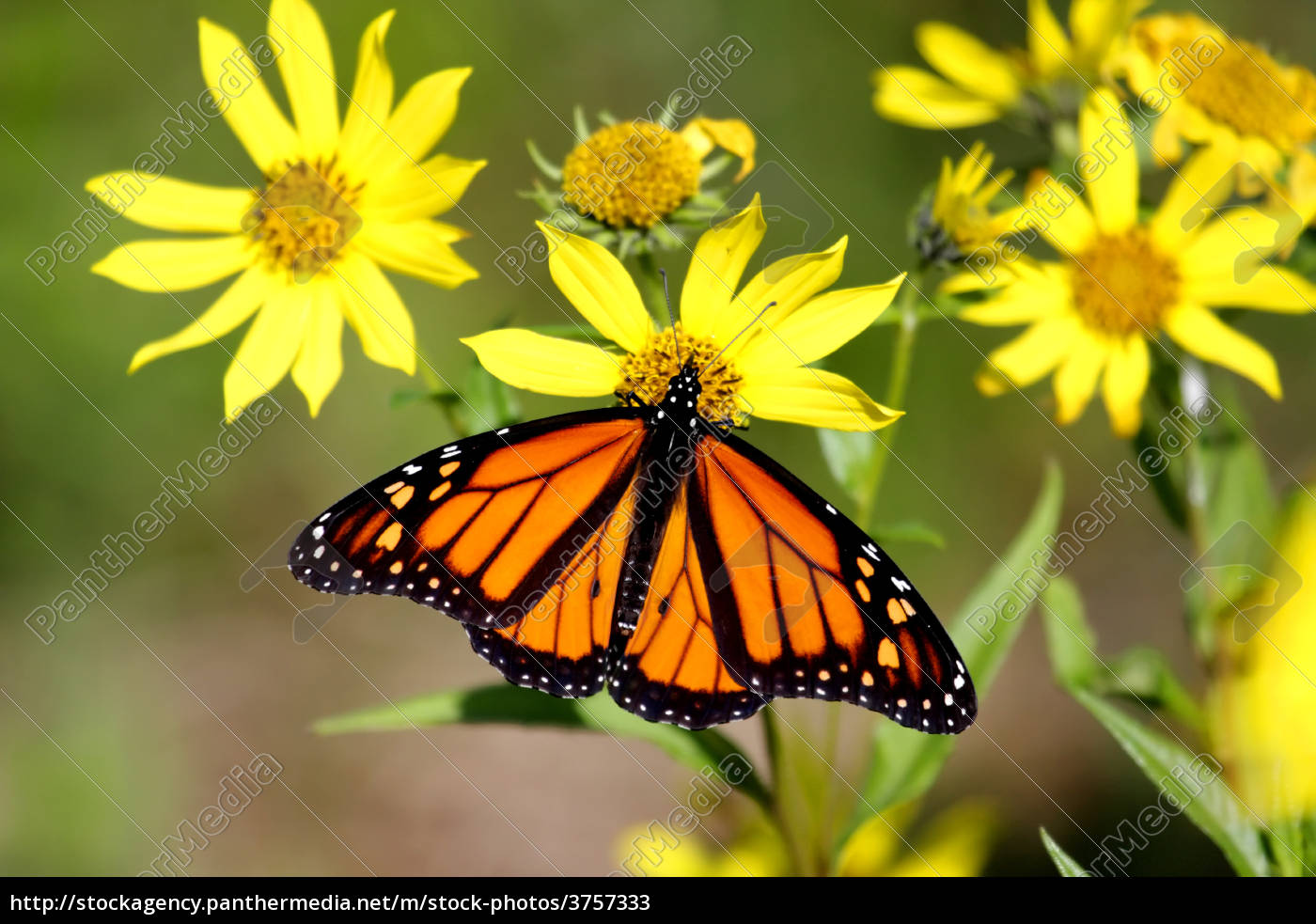 Monarch Schmetterling Danaus Plexippus Auf Woodland Lizenzfreies Bild 3757333 Bildagentur Panthermedia